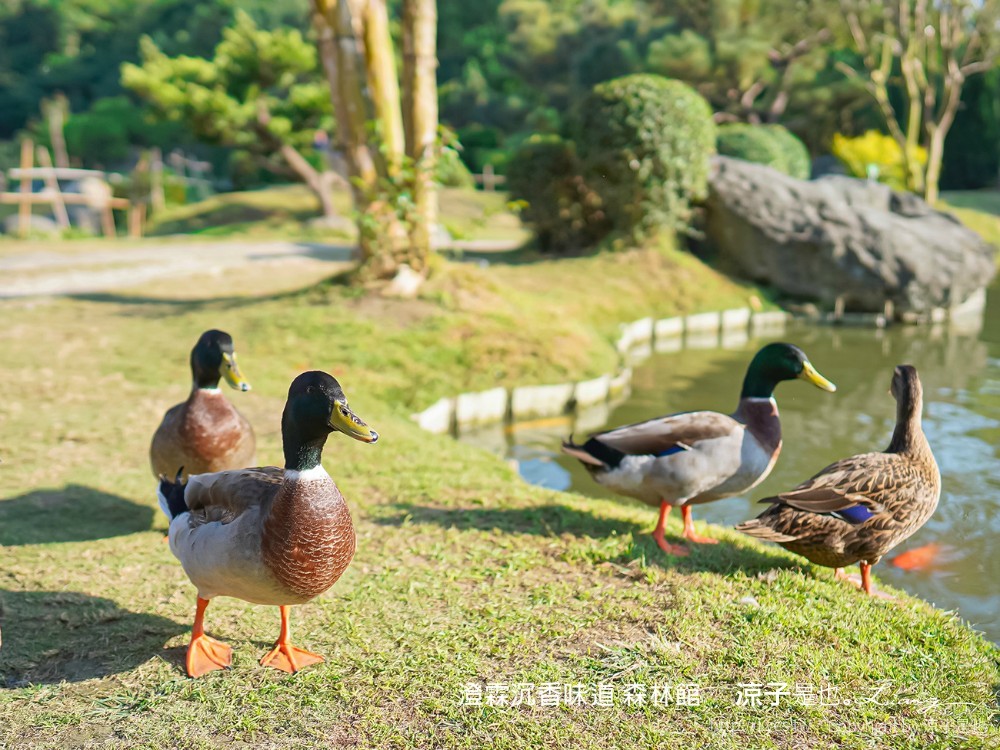 澄霖沉香味道森林館 雲林景點 愛心落羽松 湖畔步道 水之教堂 台版兼六園