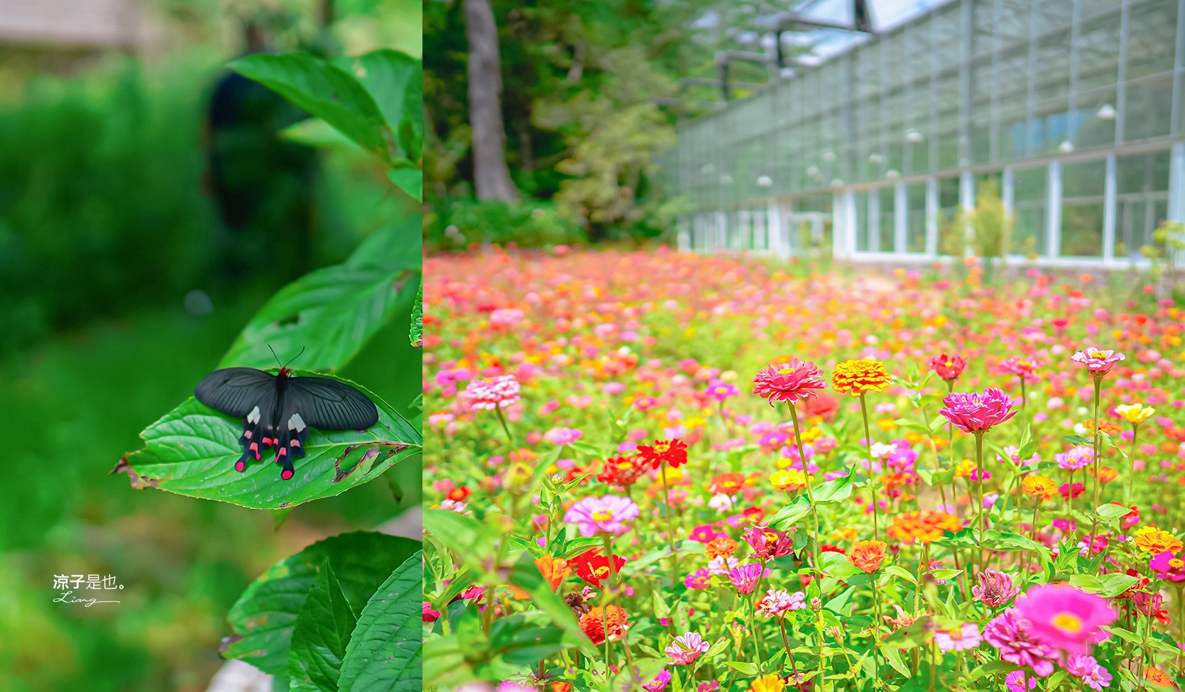 福壽山農場怎麼玩 武陵農場攻略 2022臺中購物節 一日遊 二日遊 門票 民宿房型 住宿 露營 蘋果 楓葉