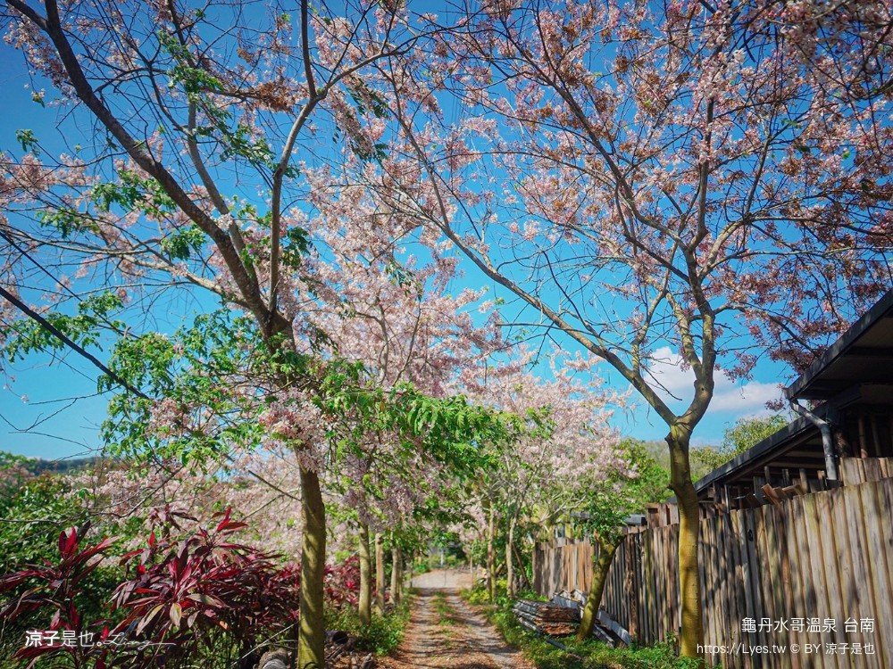 龜丹水哥溫泉區 台南景點 spa 露天溫泉池 花旗木秘境 水哥休閒農事體驗