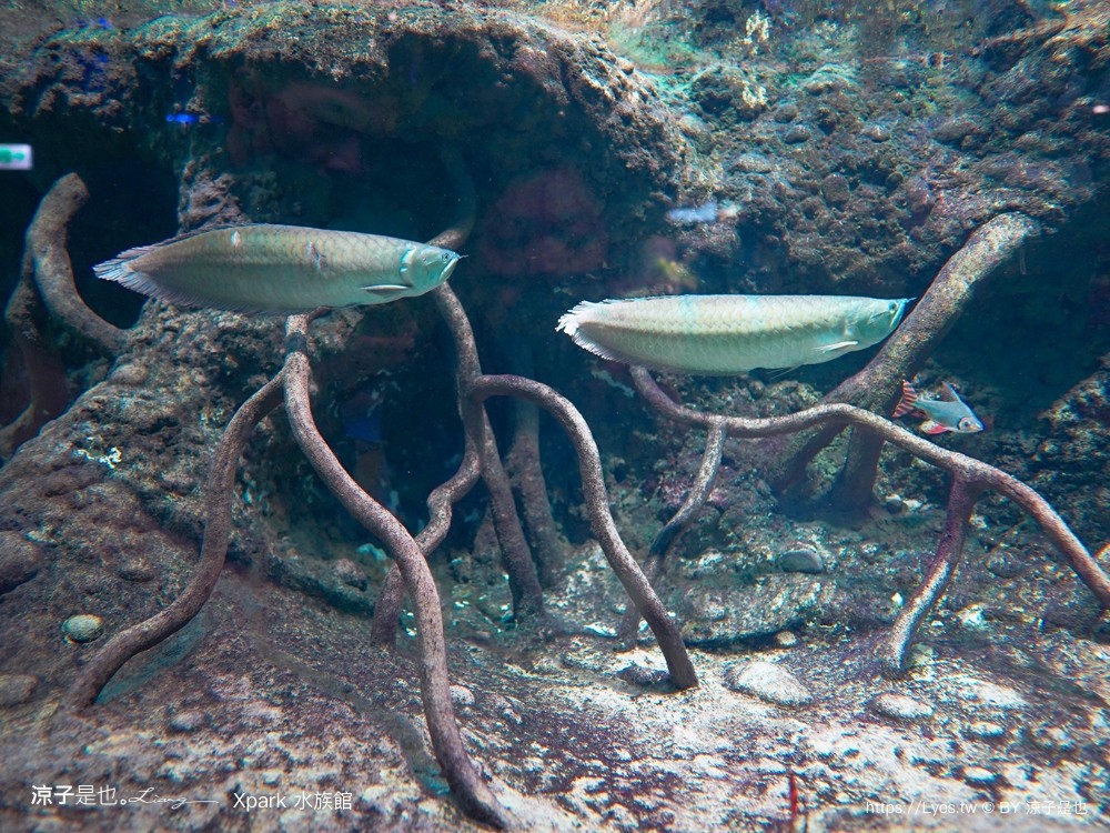 xpark水族館 門票優惠 桃園 親子景點 最新攻略 必看展區 美食餐廳 交通 停車 住宿