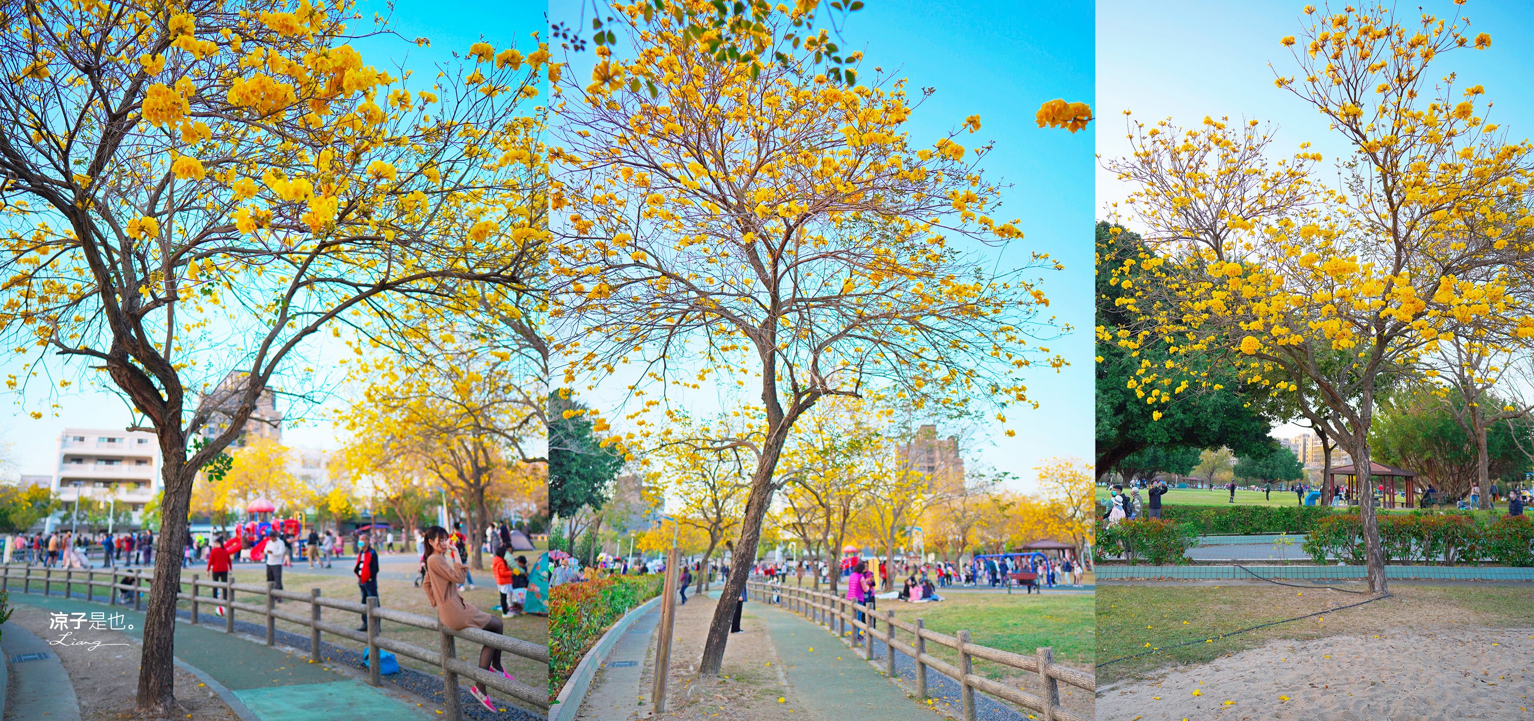 廍子公園2023 黃金風鈴木 台中親子景點 野餐 賞花