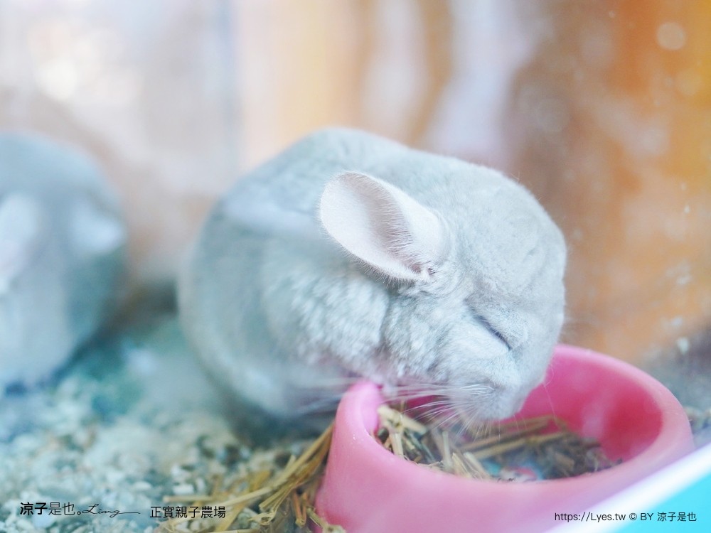 正實親子農場 門票 彰化 親子景點 撿雞蛋 氣墊樂園 溜滑梯 免費 餵小動物體驗 沙坑