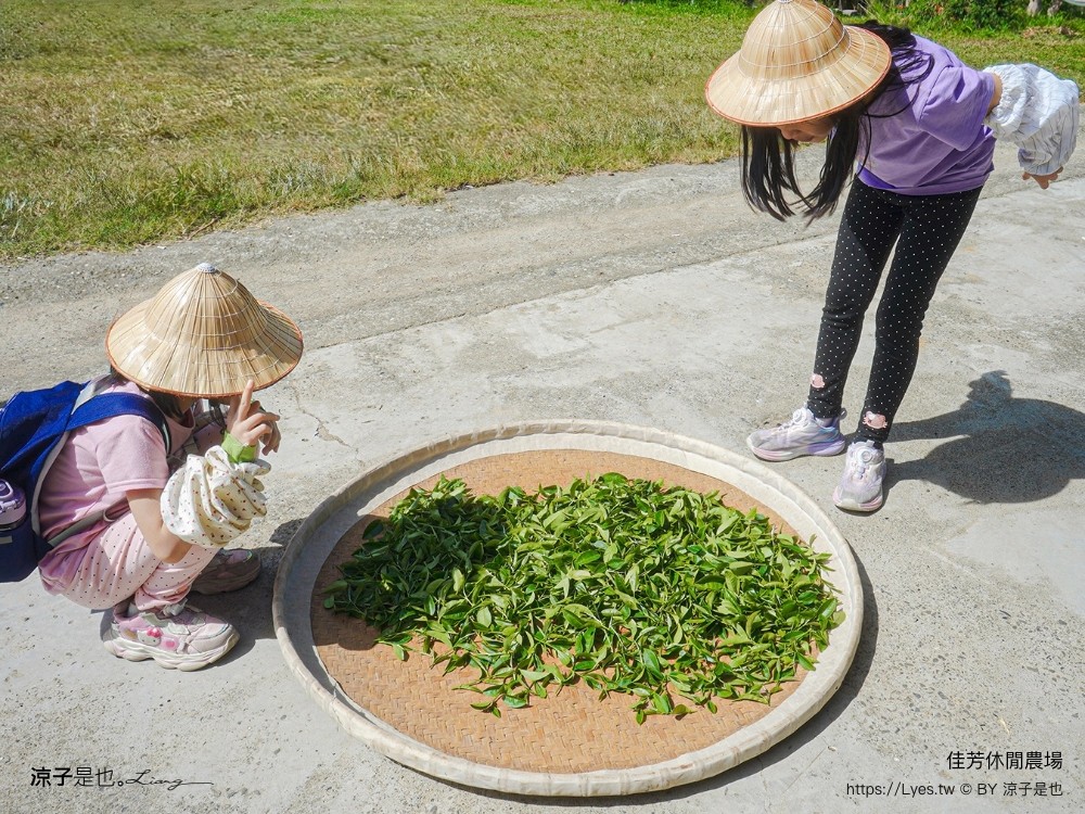 佳芳休閒茶園 台東景點 親子景點 初鹿景點 有機茶園 台東採茶 台東茶園 蛋捲diy體驗 台東一日遊