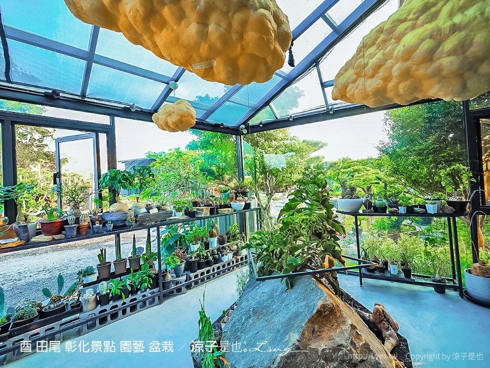 酉 田尾 彰化景點 園藝 盆栽