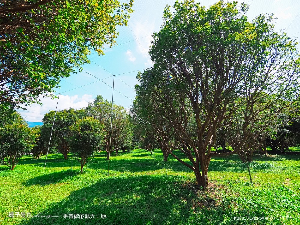 果寶歡酵觀光工廠 有機嘉寶果農場 門票 樹葡萄 南投埔里 親子景點 diy體驗 桃米休閒農業區