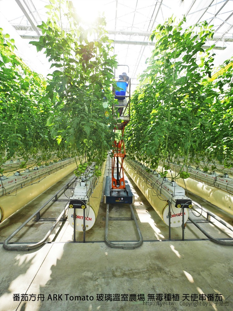 番茄方舟 ARK Tomato 玻璃溫室農場 無毒種植 天使串番茄