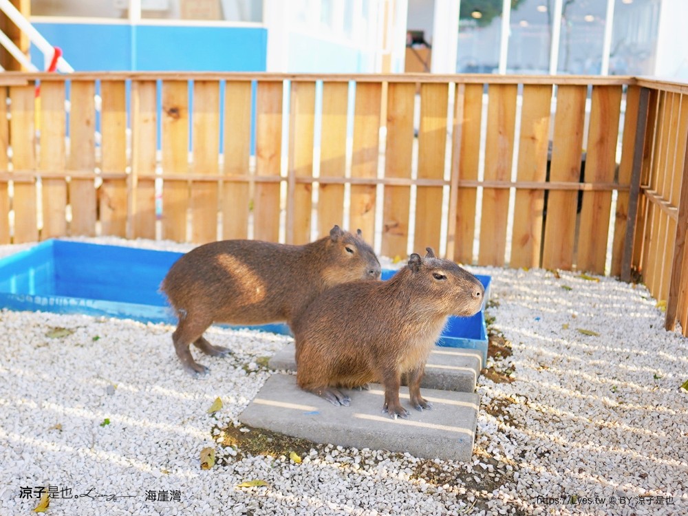 海崖灣 菜單 門票 屏東關山夕陽 墾丁景點 親子景點 墾丁海景 水豚君 草泥馬 笑笑羊