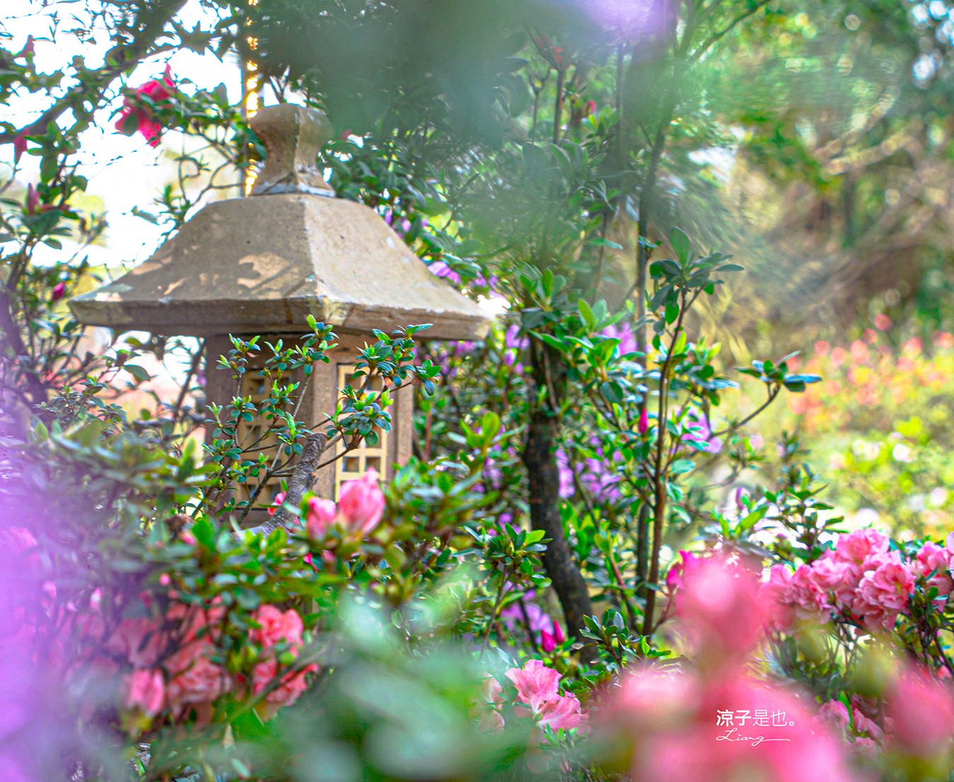 萬金杜鵑花展2025 金山中山溫泉公園 新北景點 北海岸活動 交通 展期 花藝造景 打卡必拍 懶人包