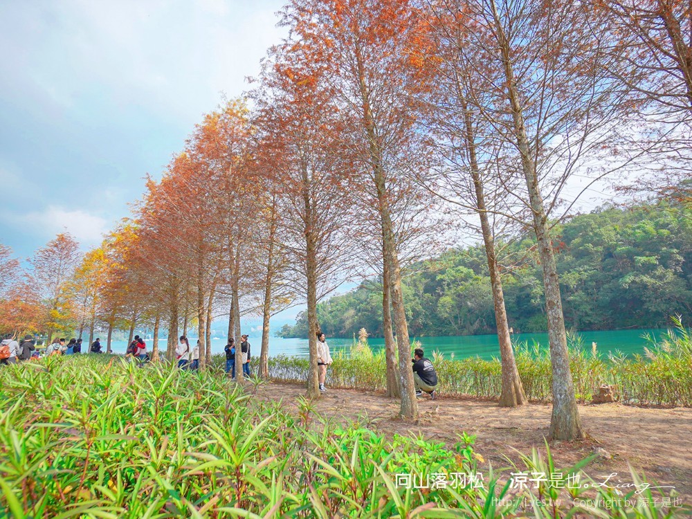 向山落羽松 日月潭自行車道 湖畔 落羽松步道 日月潭景點推薦 IG打卡 南投親子