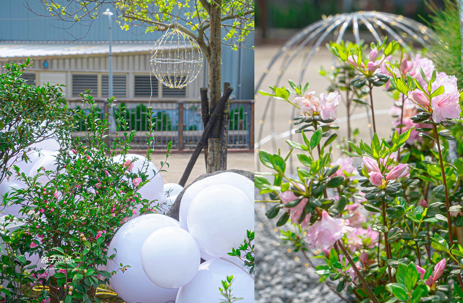 萬金杜鵑花展2025 金山中山溫泉公園 新北景點 北海岸活動 交通 展期 花藝造景 打卡必拍 懶人包