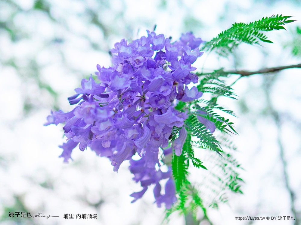 埔里景點 埔里內埔飛場 南投藍花楹花道 欒樹親子景點 賞花秘境 草地野餐 放風箏 玩球