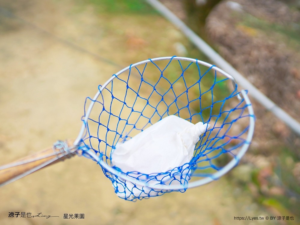 星光 親子景點 免費採果活動 台南農場 台南露營 diy 採芒果體驗 自然的鬥士