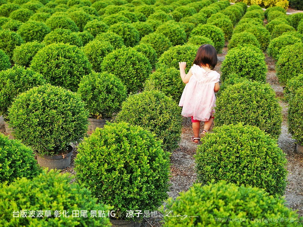 台版波波草 彰化 田尾 景點 ig