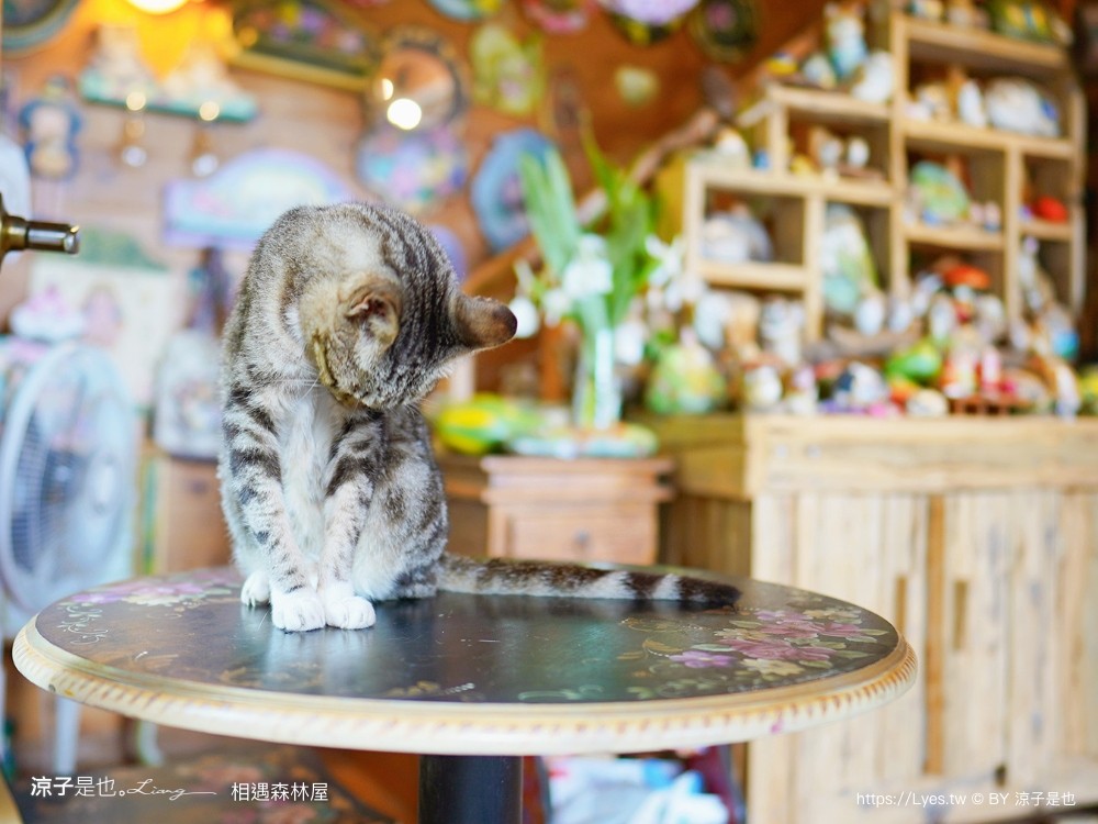 相遇森林屋 菜單 苗栗南庄景點 苗栗景觀餐廳 苗栗景點 森林系 南庄咖啡館 童話屋秘境 苗栗景點 森林系 南庄咖啡館 童話屋秘境