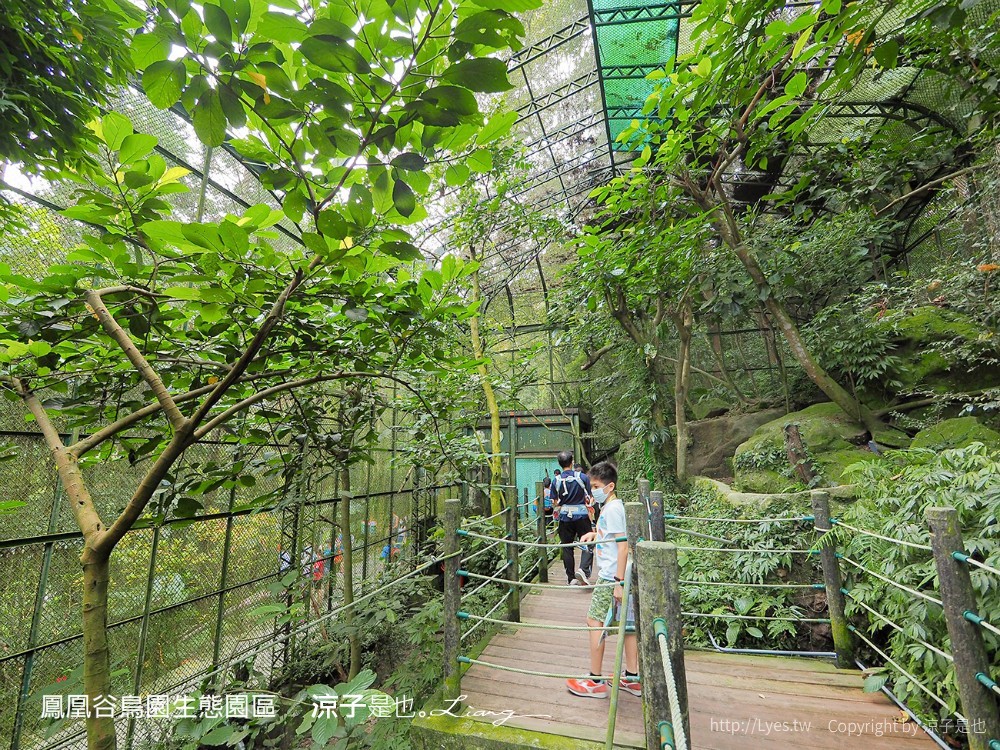 鳳凰谷鳥園生態園區 南投 親子景點 森林溜滑梯 賞鳥 DIY 鹿谷 步道 吊橋 瀑布