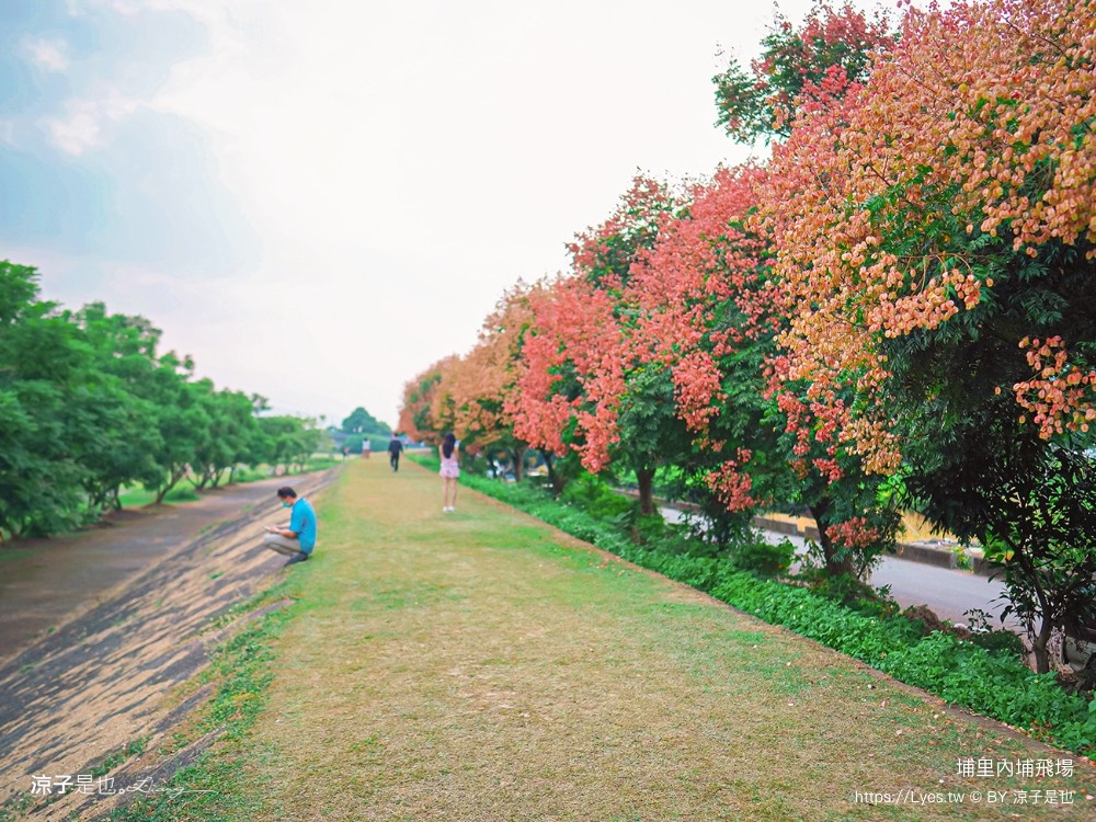 埔里景點 埔里內埔飛場 欒樹親子景點 南投藍花楹花道 賞花秘境 草地野餐 放風箏 玩球