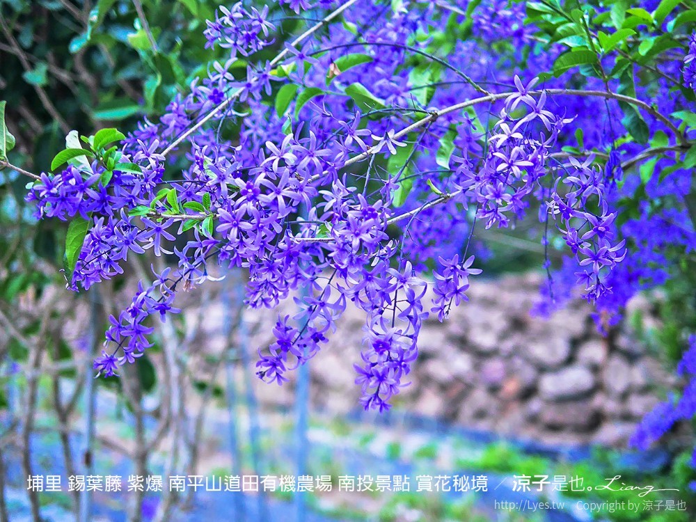 埔里 錫葉藤 紫爆 南平山道田有機農場 南投景點 賞花秘境