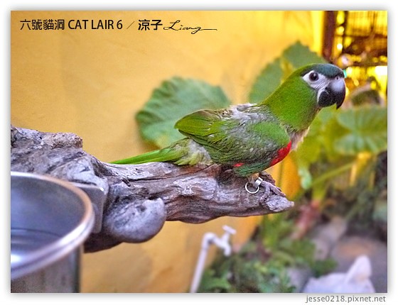 六號貓洞 CAT LAIR 6 1