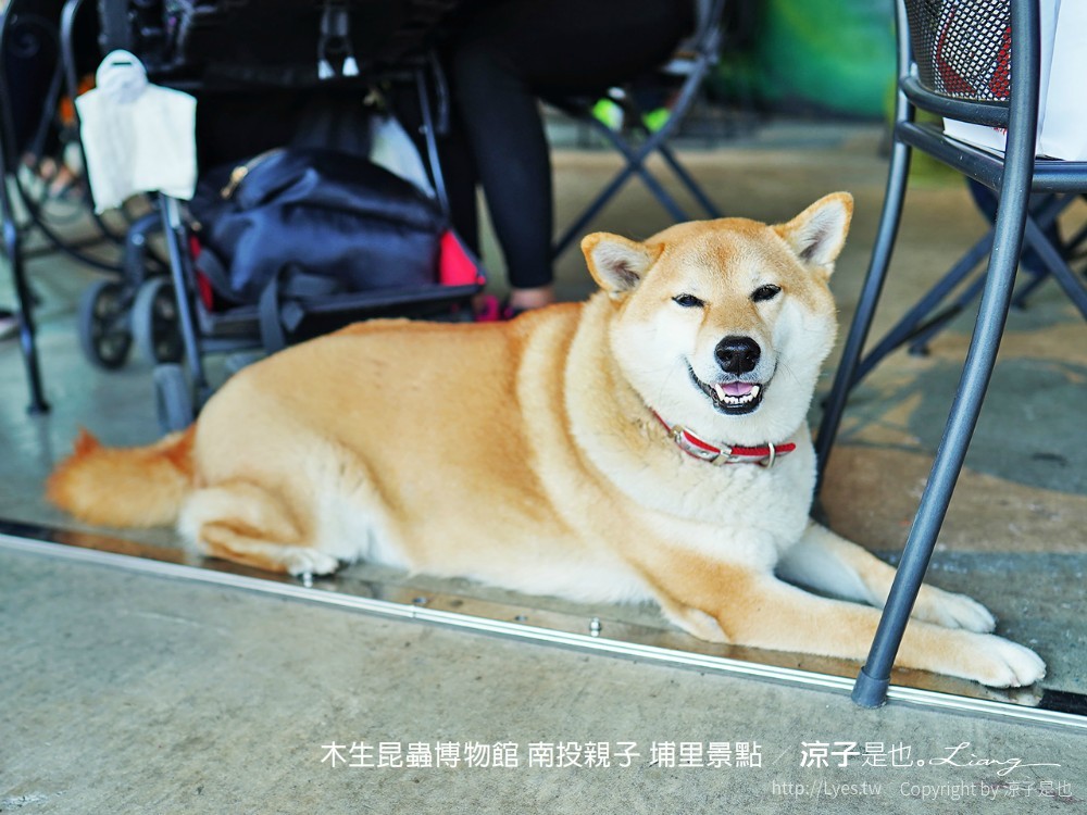 木生昆蟲博物館 南投親子 埔里景點