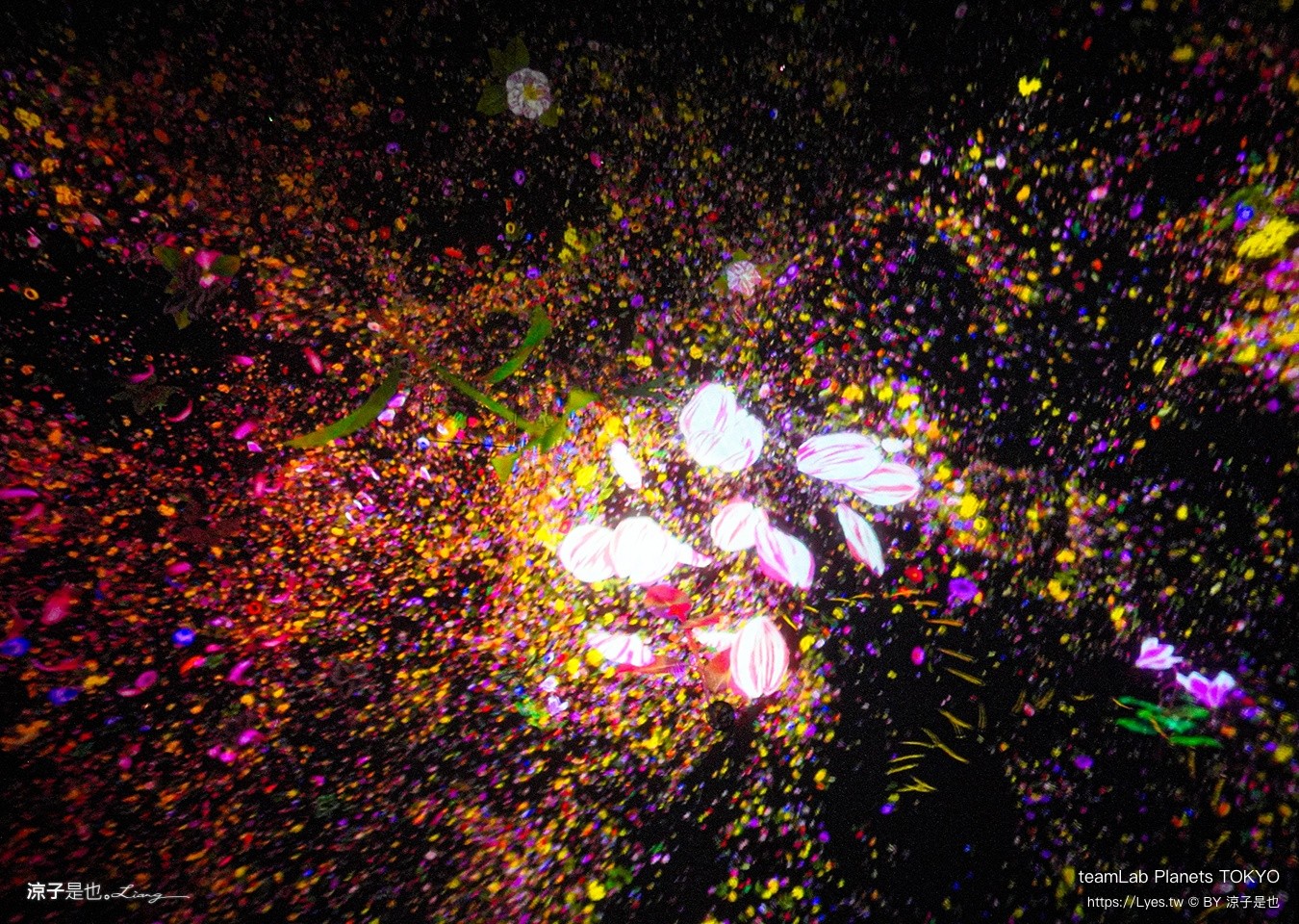 teamLab Planets TOKYO 東京teamLab 豐洲teamLab 東京景點 日本自由行