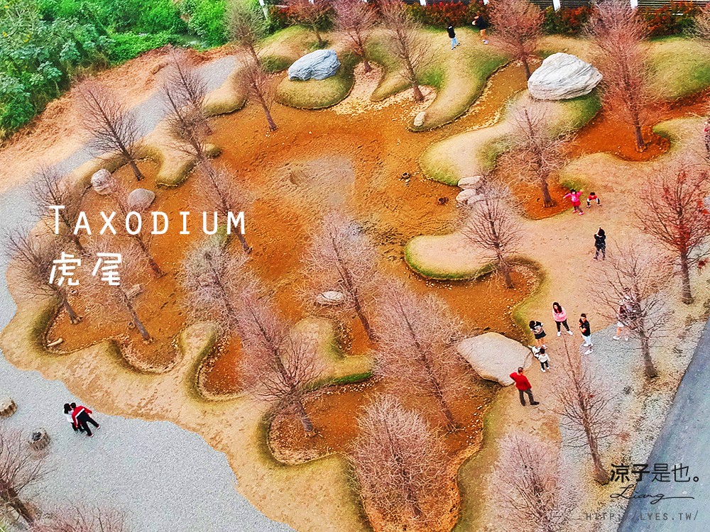 虎尾落羽松 涼子是也