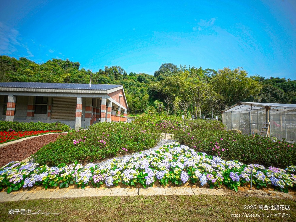 萬金杜鵑花展2025 金山中山溫泉公園 新北景點 北海岸活動 交通 展期 花藝造景 打卡必拍 懶人包