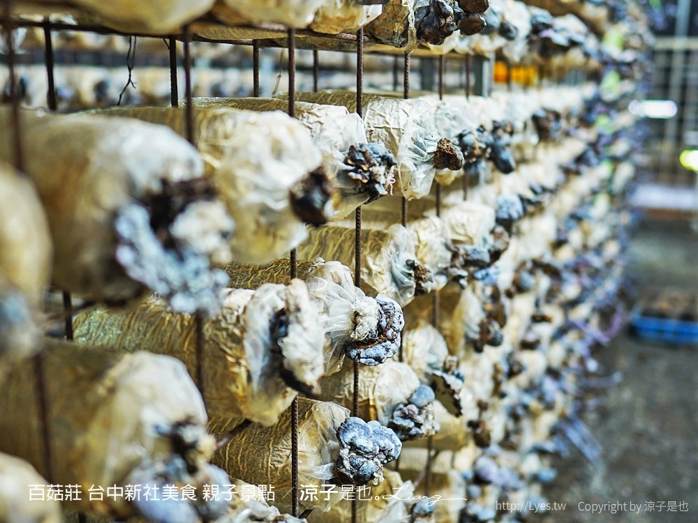 百菇莊 台中新社美食 親子景點