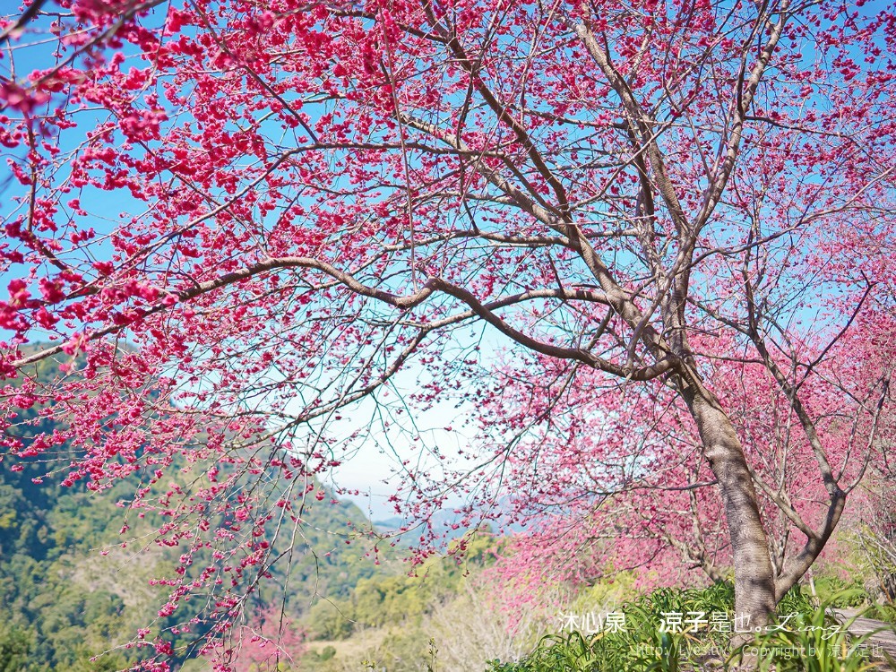 沐心泉休閒農場 2022 櫻花花況 票價 台中景點 預約 新社 親子景點 接泊車 白雪木 黃金楓