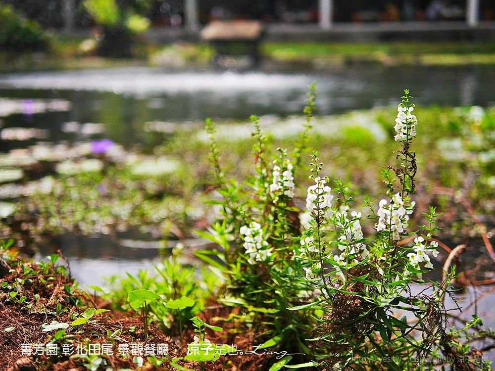 菁芳園 彰化田尾 景觀餐廳