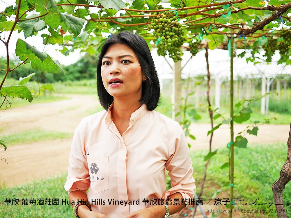 華欣 葡萄酒莊園 Hua Hin Hills Vineyard 華欣旅遊景點推薦