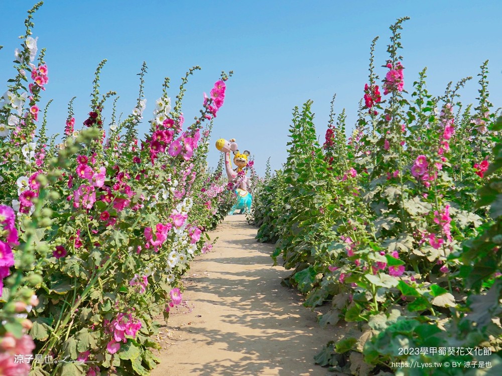 學甲蜀葵花文化節 2023 蜀葵花季 一丈紅迷宮 紫色鼠尾草 季節 花況 交通 學甲景點