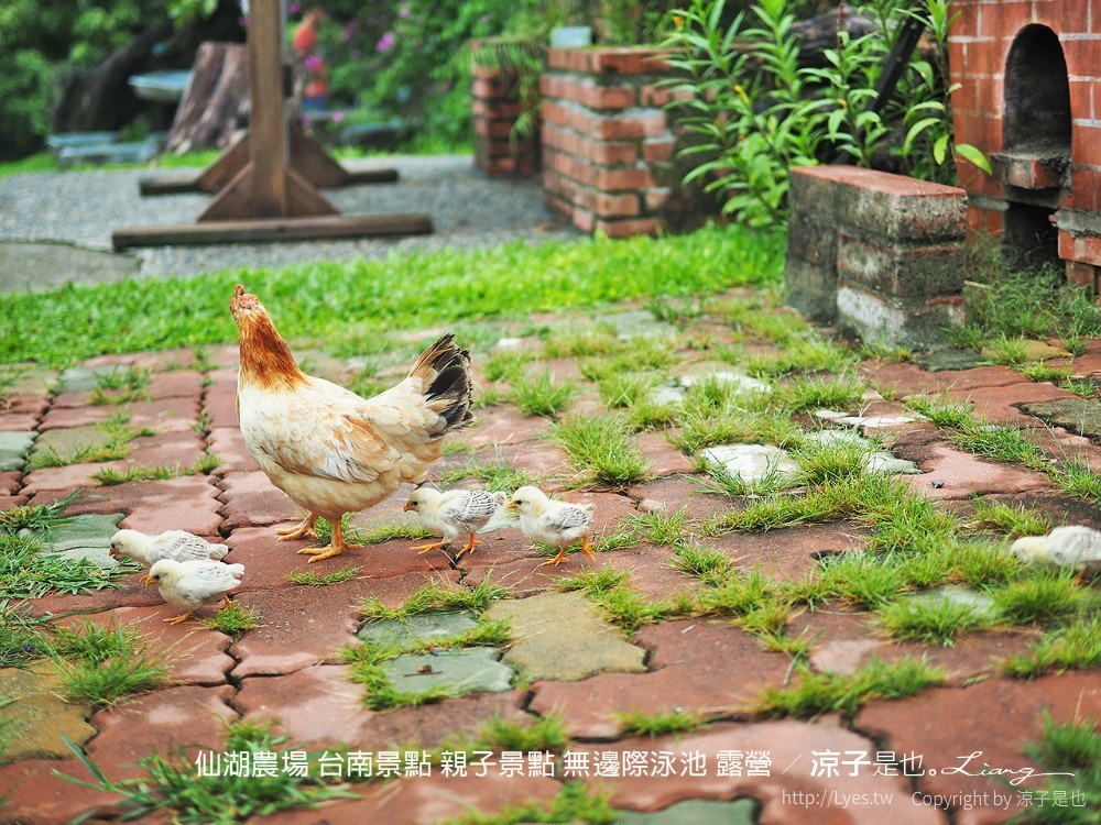 仙湖農場 台南景點 親子景點 無邊際泳池 露營