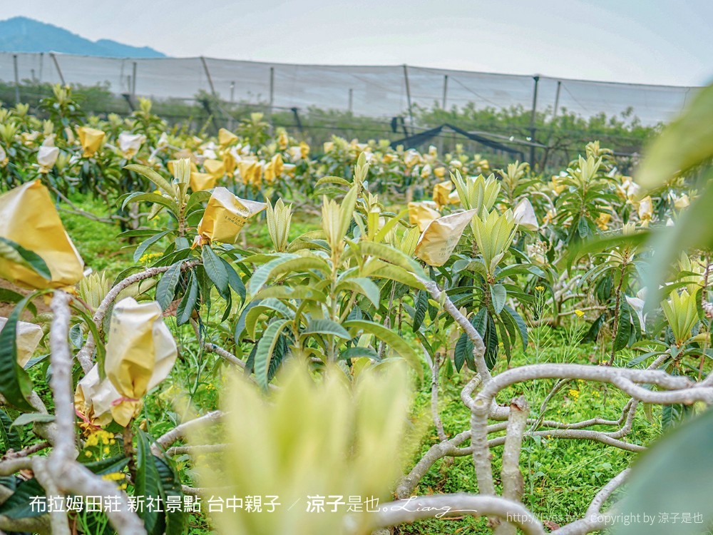 布拉姆田莊 新社景點 台中親子景點 新社美食 親子DIY 台中景點 台中親子景點 DIY活動