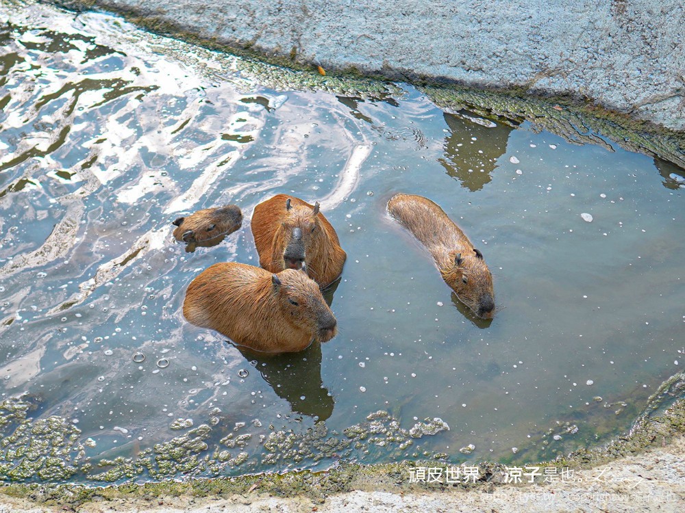 頑皮世界野生動物園攻略 門票優惠 台南親子景點 南台灣動物園 水豚君 長頸鹿 遊樂設施 戲水池