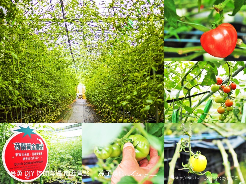 金勇 DIY 休閒農場 關西景點