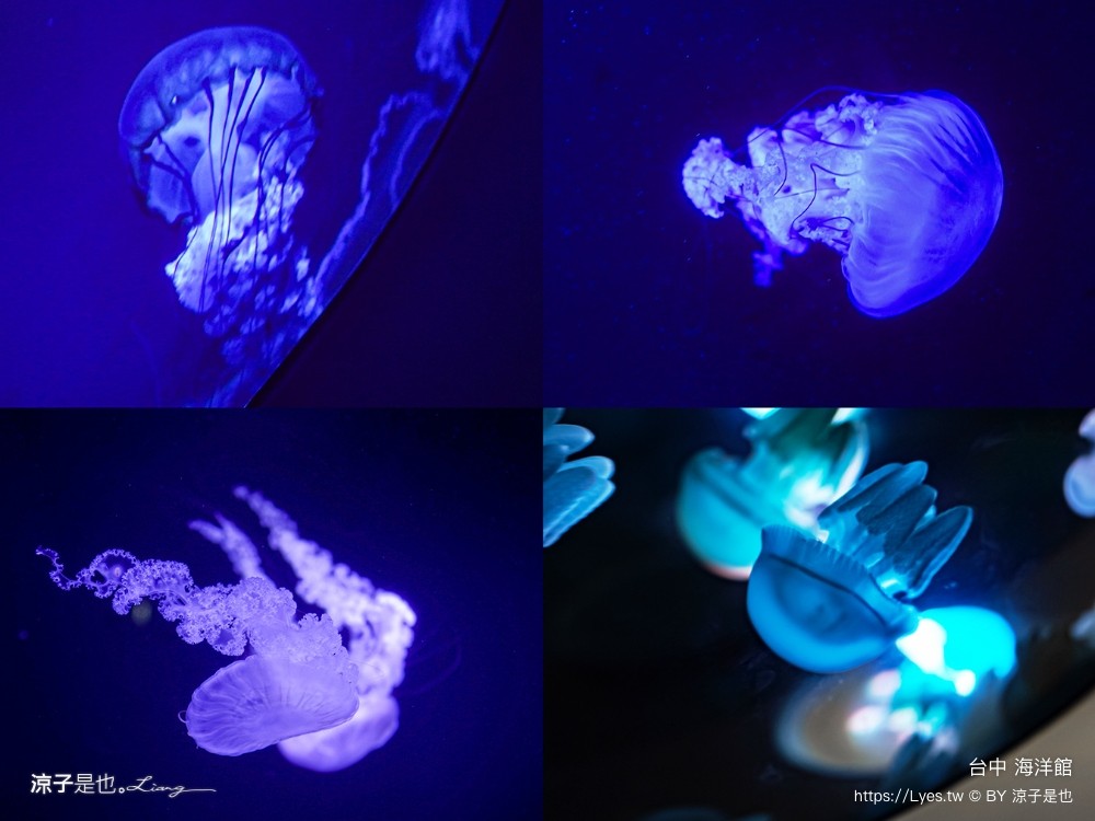 台中海洋館 門票優惠 交通 八大展區 免費票 台中親子景點 台中景點推薦 懶人包 攻略 必看特色