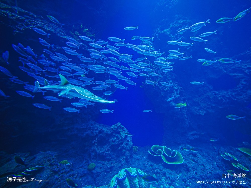 台中海洋館 門票優惠 交通 八大展區 免費票 台中親子景點 台中景點推薦 懶人包 攻略 必看特色