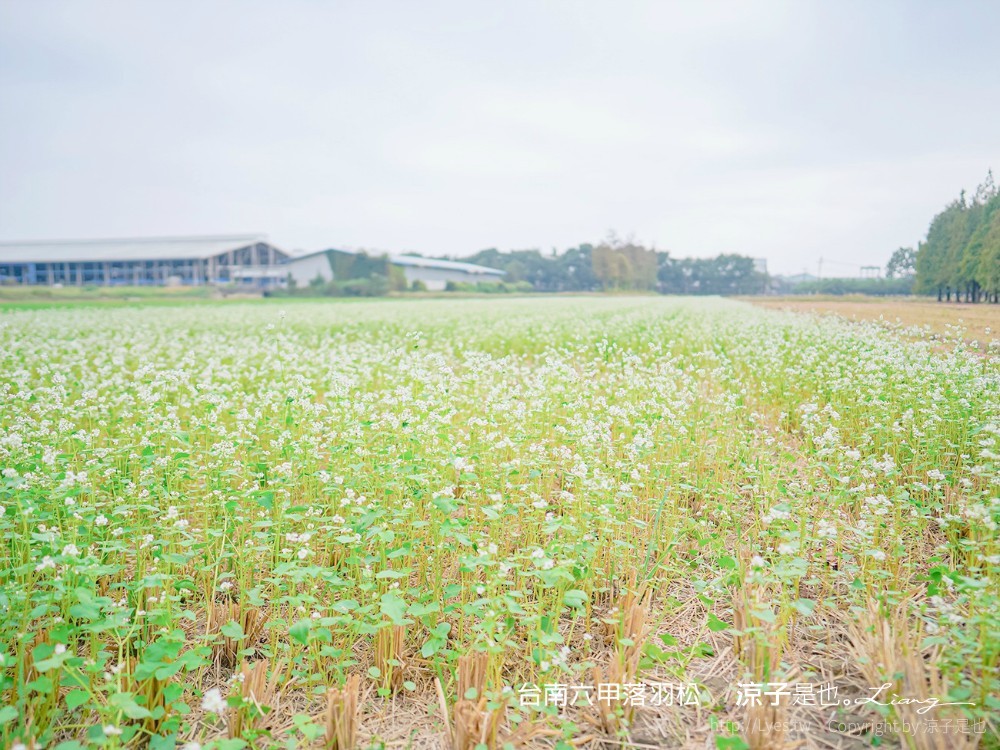 台南六甲落羽松森林秘境 台南景點 親子 2022 交通 停車場 台南一日遊 季節