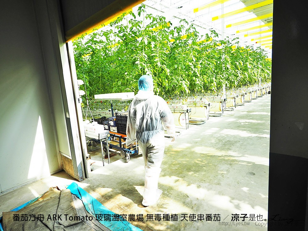 番茄方舟 ARK Tomato 玻璃溫室農場 無毒種植 天使串番茄