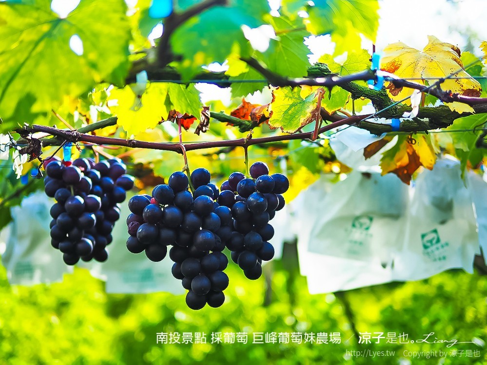 南投景點 採葡萄 巨峰葡萄妹農場