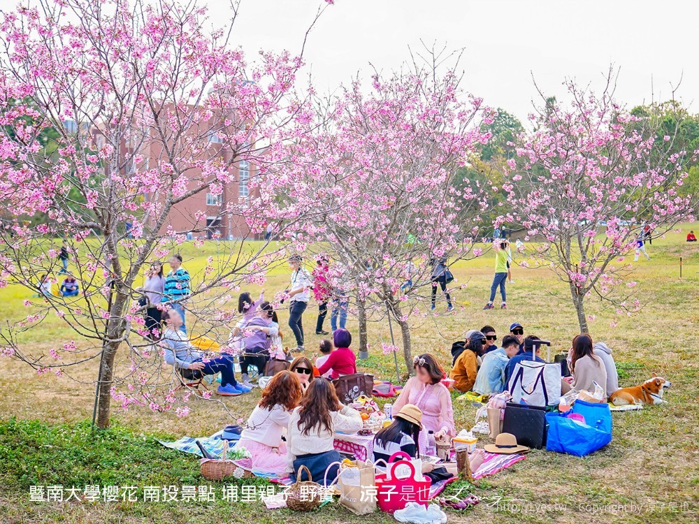 暨南大學櫻花 南投景點 埔里親子 野餐