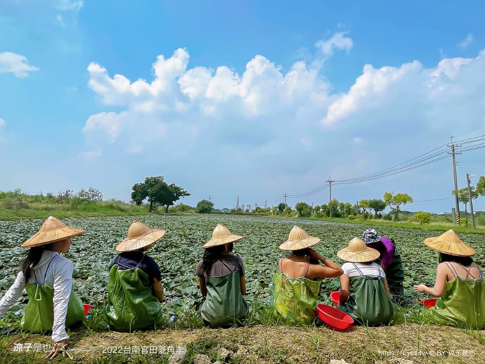 台南親子景點 2022 台南官田菱角季 官田菱角節 採紅菱體驗 划船 台南伴手禮