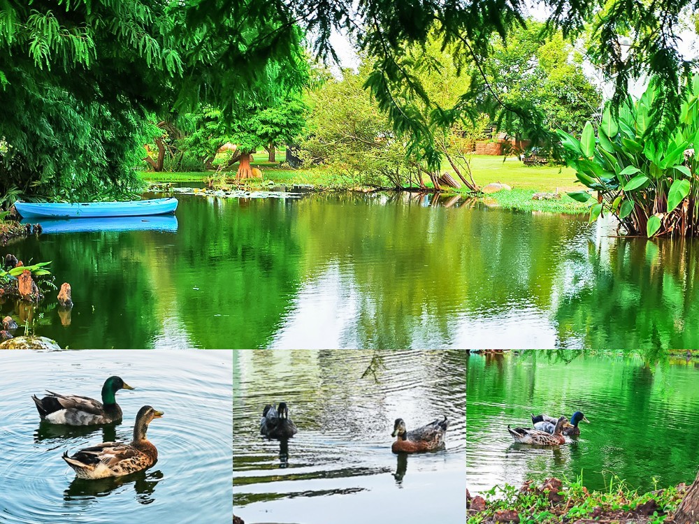 新社-木佃軒民宿 隱身巷弄的森林木屋 唯美落羽松庭院有大片草地還能划船？！ DIY手作體驗好玩又好吃！