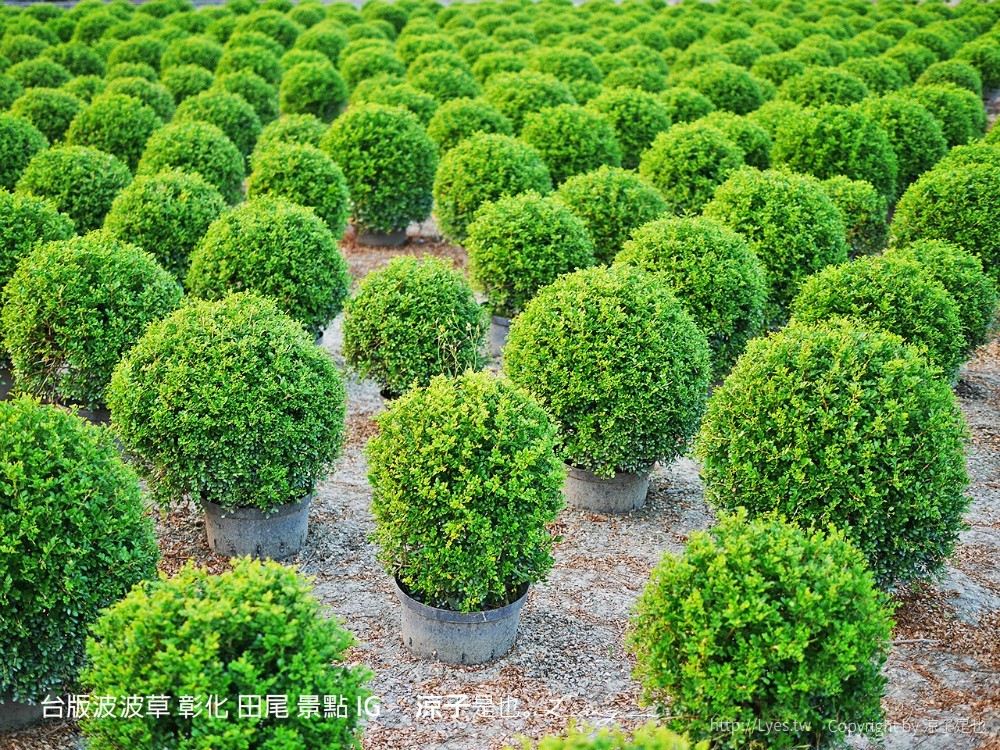 台版波波草 彰化 田尾 景點 ig
