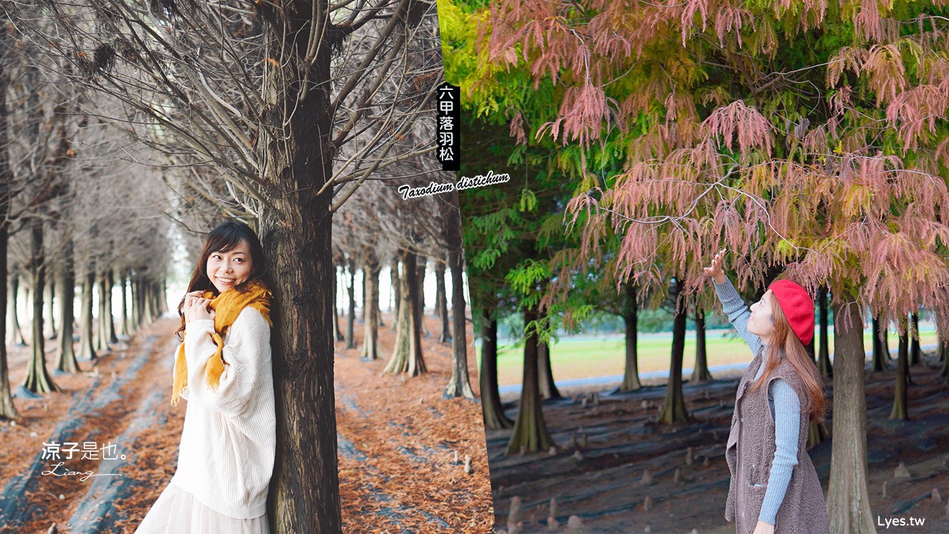 台南六甲落羽松森林秘境 台南景點 親子 2022 交通 停車場 台南一日遊 季節