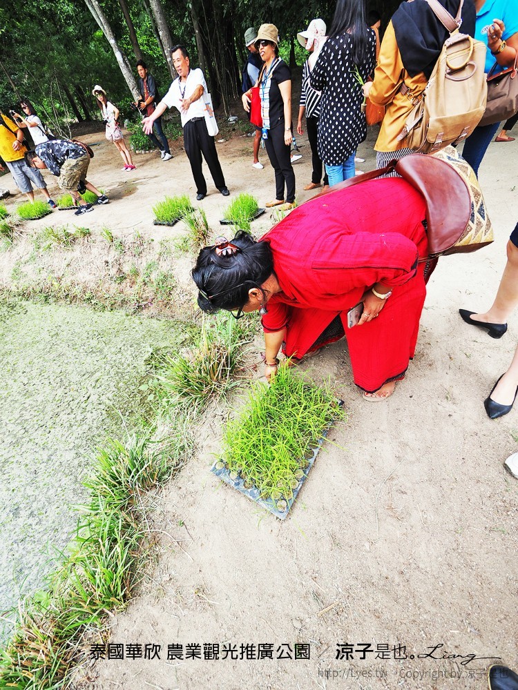 泰國華欣 農業觀光推廣公園