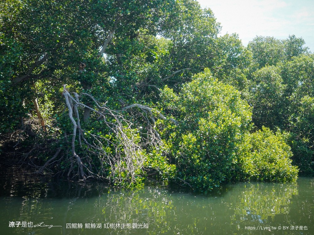 四鯤鯓鯤鯓湖紅樹林生態觀光船 台南親子景點 台南紅樹林 台南新景點 台南一日遊 生態旅遊 蚵殼diy體驗 導覽觀光船