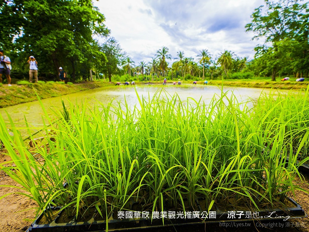 泰國華欣 農業觀光推廣公園