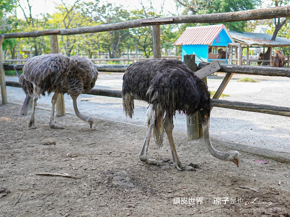 頑皮世界野生動物園攻略 門票優惠 台南親子景點 南台灣動物園 水豚君 長頸鹿 遊樂設施 戲水池