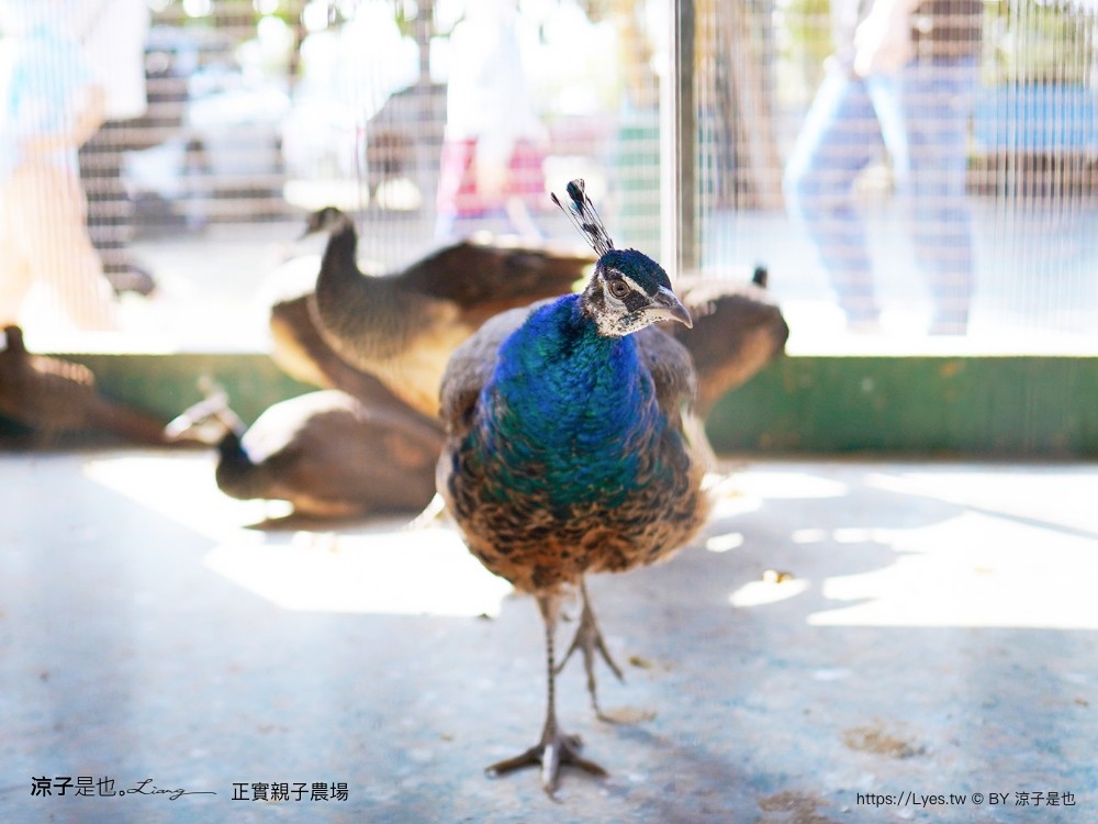 正實親子農場 門票 彰化 親子景點 撿雞蛋 氣墊樂園 溜滑梯 免費 餵小動物體驗 沙坑